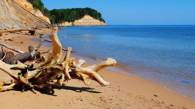 Driftwood along a peaceful shoreline